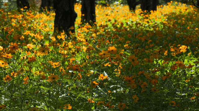 Field of yellow flowers in full bloom