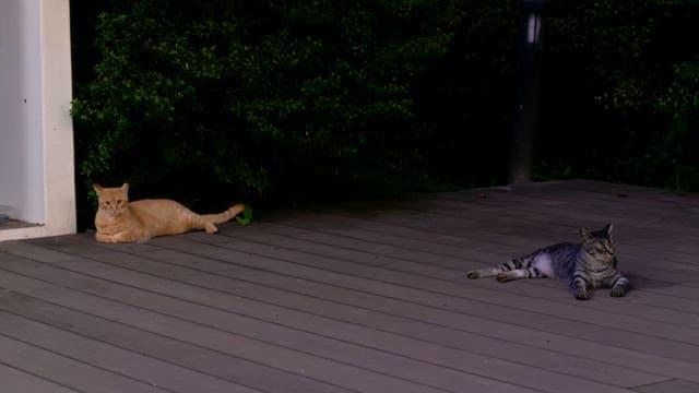 Two cats resting on a wooden deck