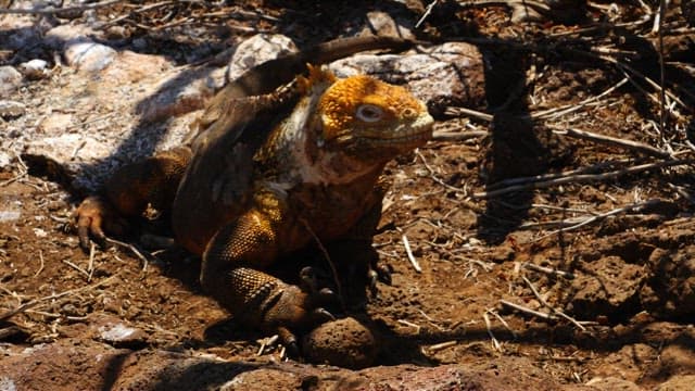 Land Iguana Resting on a Rocky Ground