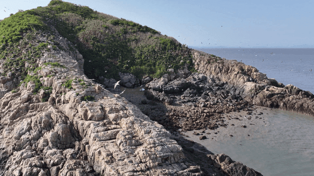 Coastal cliff with resting seabird