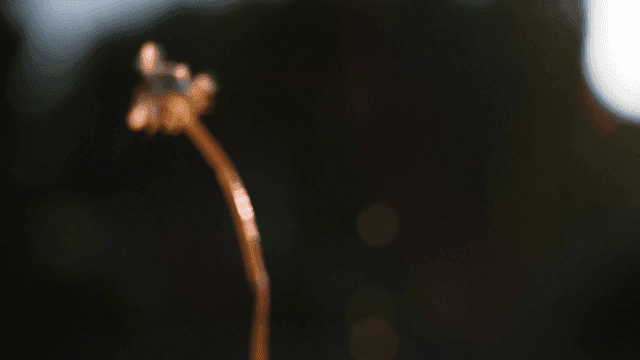 A dandelion dispersing seeds in the breeze