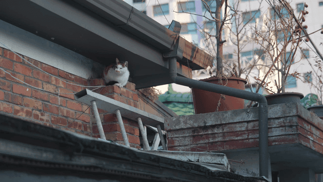 Cat sitting on brick
