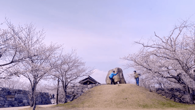 Cherry blossoms in full bloom with people