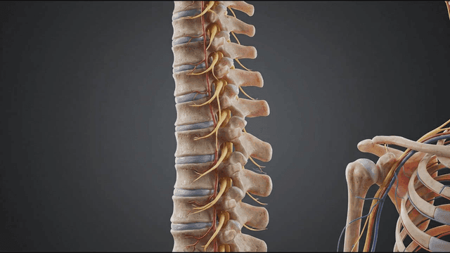 Detailed view of the human spine anatomy