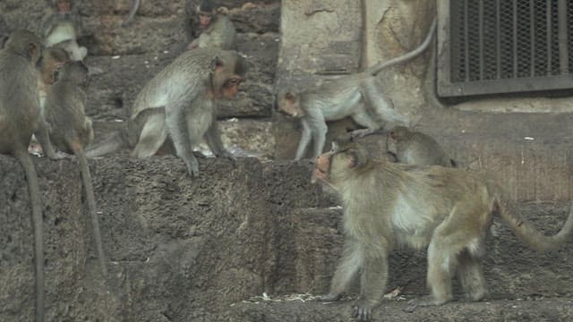 Monkeys Fighting on a Stone Structure in Ancient Temple