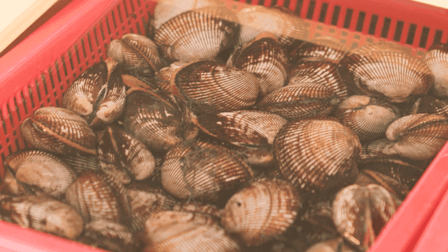 Basket of fresh clams in water