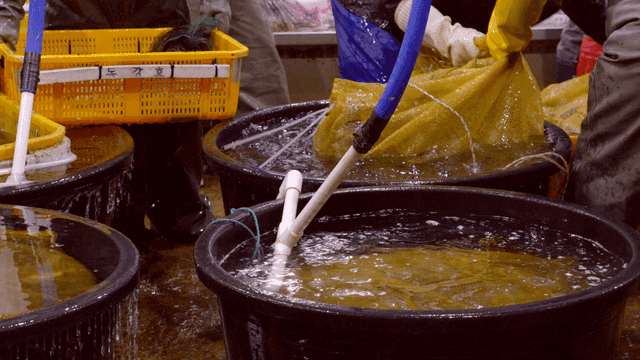 Workers handling sacks of fish