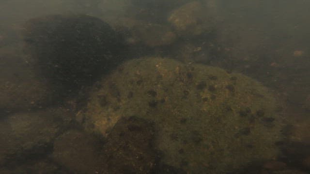 맑은 개울에 사는 다슬기 잡이