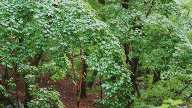 비 오는 산속 흔들리는 푸른 나무