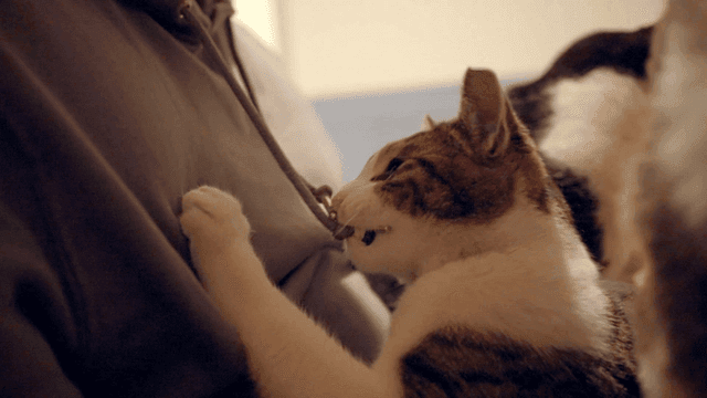 Cat playing with hood strings