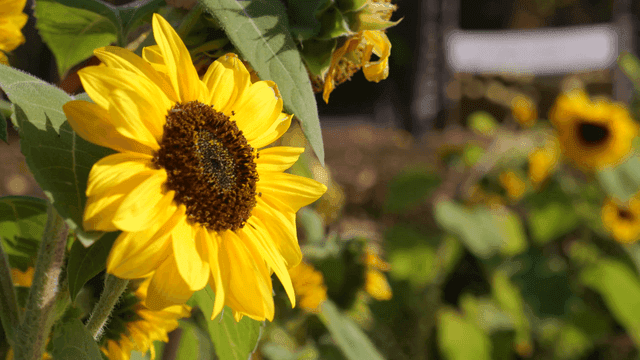 Sunflowers in full bloom