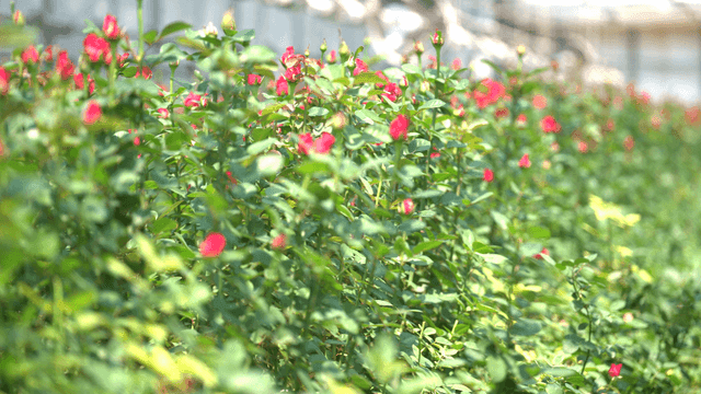 Rows of blooming flowers in a greenhouse