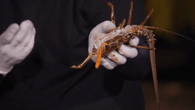 장갑을 끼고 크레이피시를 들고 있는 사람