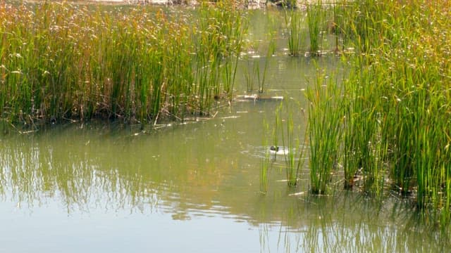 Small bird swimming in a lake amidst tall reeds