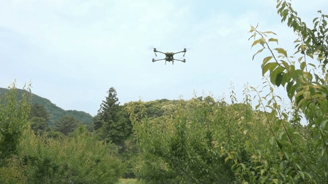무성한 녹지 위를 나는 드론