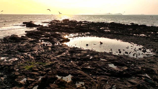 Seagulls flying over a rocky beach at sunset