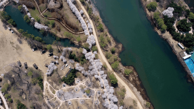 Cherry blossoms along a river path
