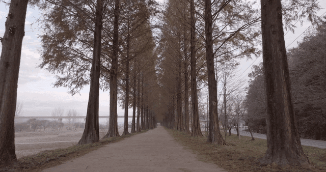 A serene path lined with tall trees