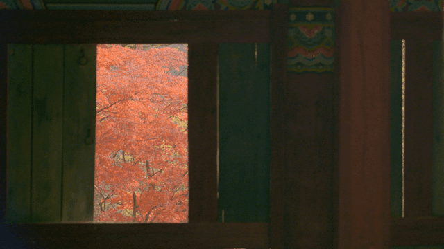 Autumn leaves seen through window of Hanok