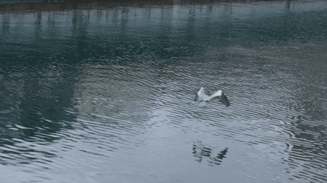 Bird flying gracefully over river