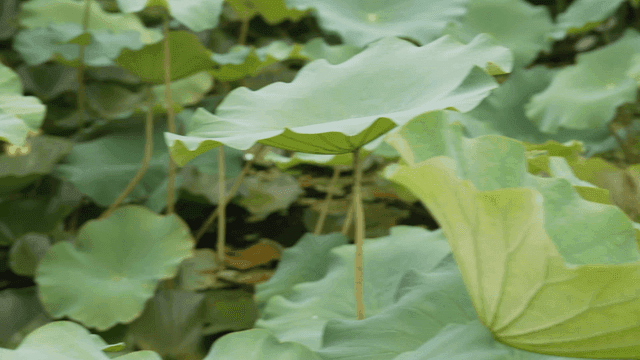 Flower buds and wide lotus leaves