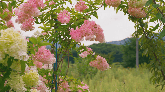 Vibrant pink and white hydrangeas in garden