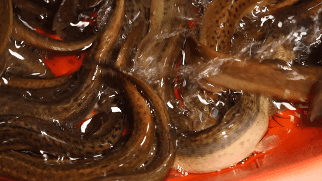 빨간 용기 속에서 헤엄치는 미꾸라지들