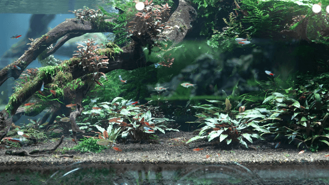 Aquarium with colorful fish