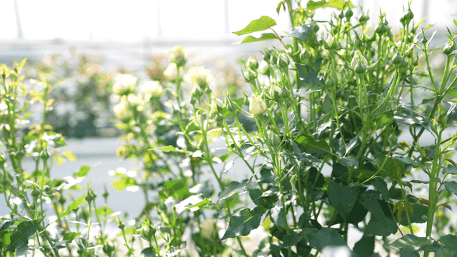 Greenhouse with budding rose plants