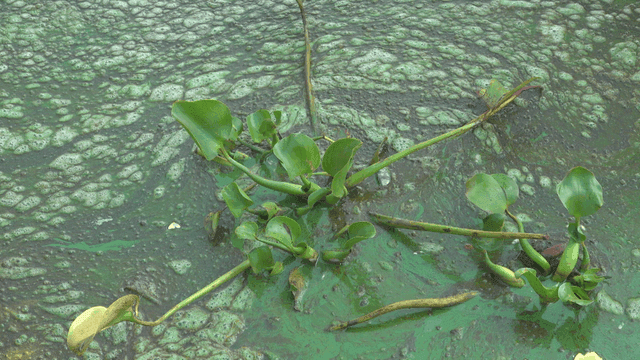 호수 위에 녹조와 식물