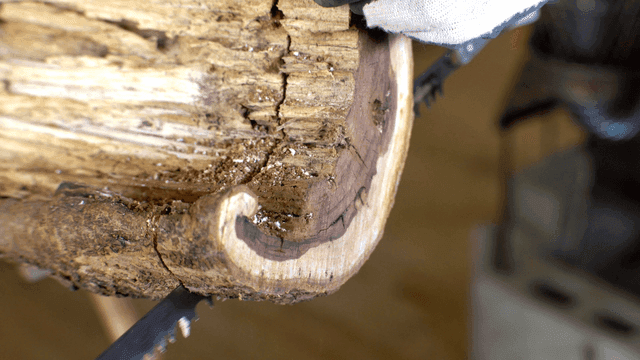 톱질로 잘려나가는 통나무