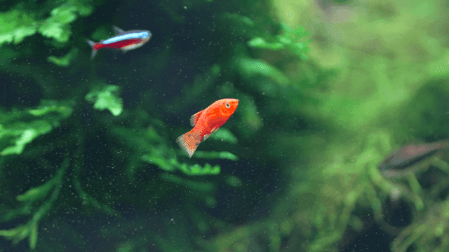 Colorful fish swimming in a lush aquarium
