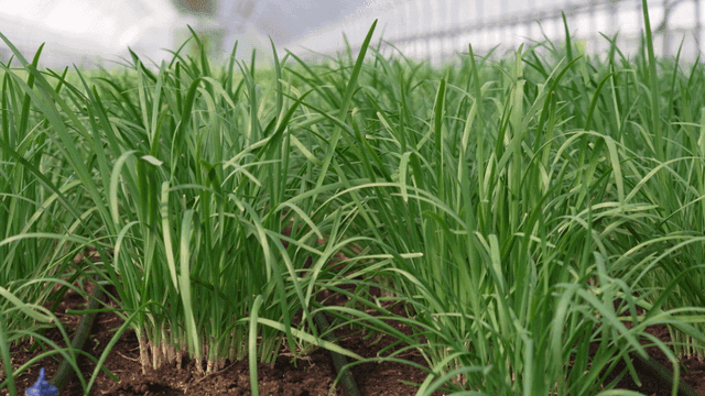 Green plants growing in a greenhouse