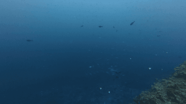 Quiet underwater with fish