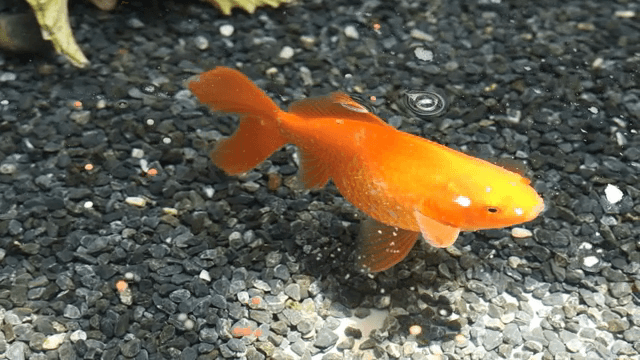 A goldfish swimming in a clear pond
