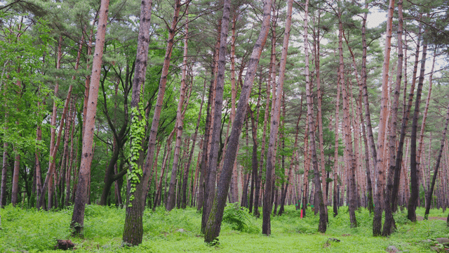 키 큰 나무가 있는 푸른 숲