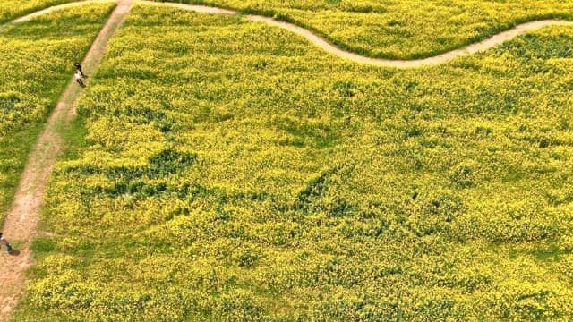 People walking through a yellow flower field