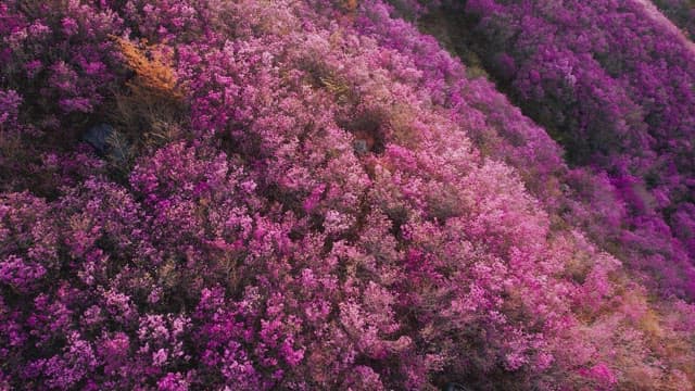 Cheonjusan Mountain with Blooming Pink Azalea Flowers