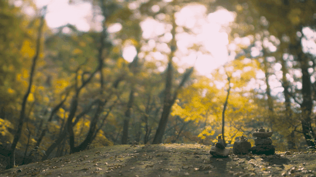 Sunlit forest with autumn leaves
