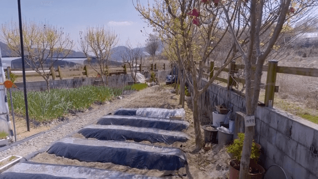 Peaceful farm with blooming trees