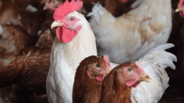 헛간 안의 닭과 수탉