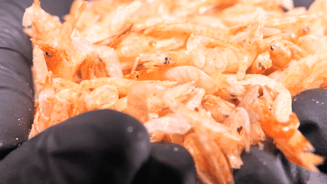 Hands holding a pile of small dried shrimp