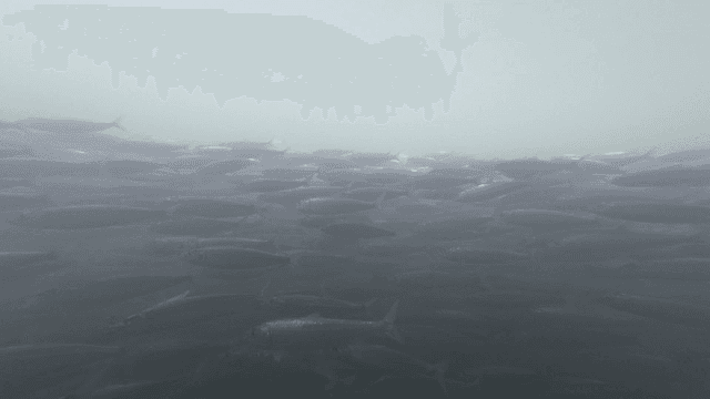 Shoal of fish swimming underwater