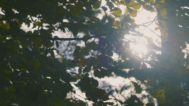 Sunlight filtering through forest leaves