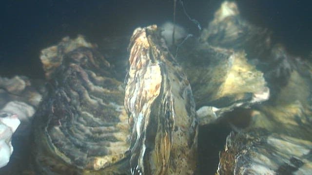 바닷속에 있는 굴의 거친 표면 클로즈업