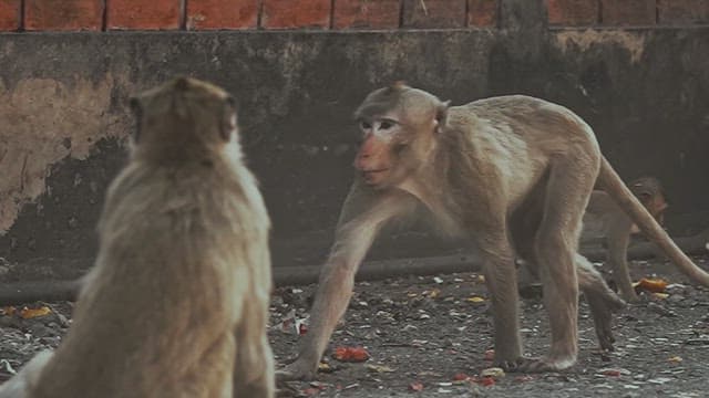 Monkeys Walking on Land Littered with Trash