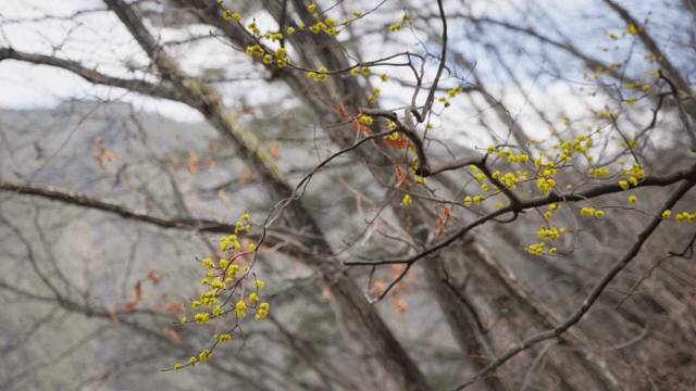 노란 꽃봉오리가 있는 나뭇가지