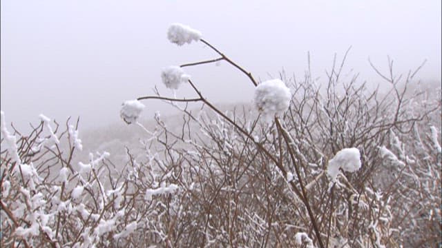 Snowy Bushes on a Misty Hillside