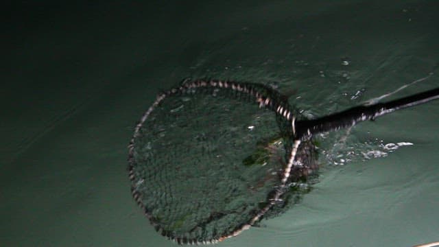 Octopus caught in a net from the sea