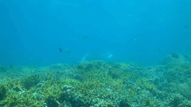 Manta Ray Swimming Over Coral Reef